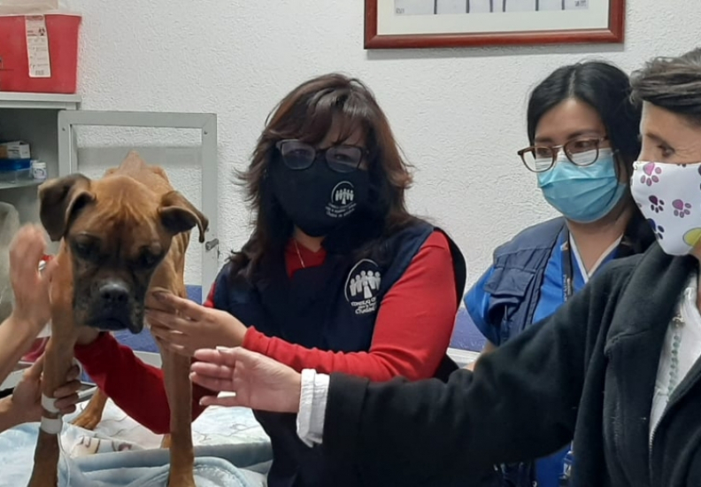 TIENE PERRITA RESCATE DE "MILAGRO"